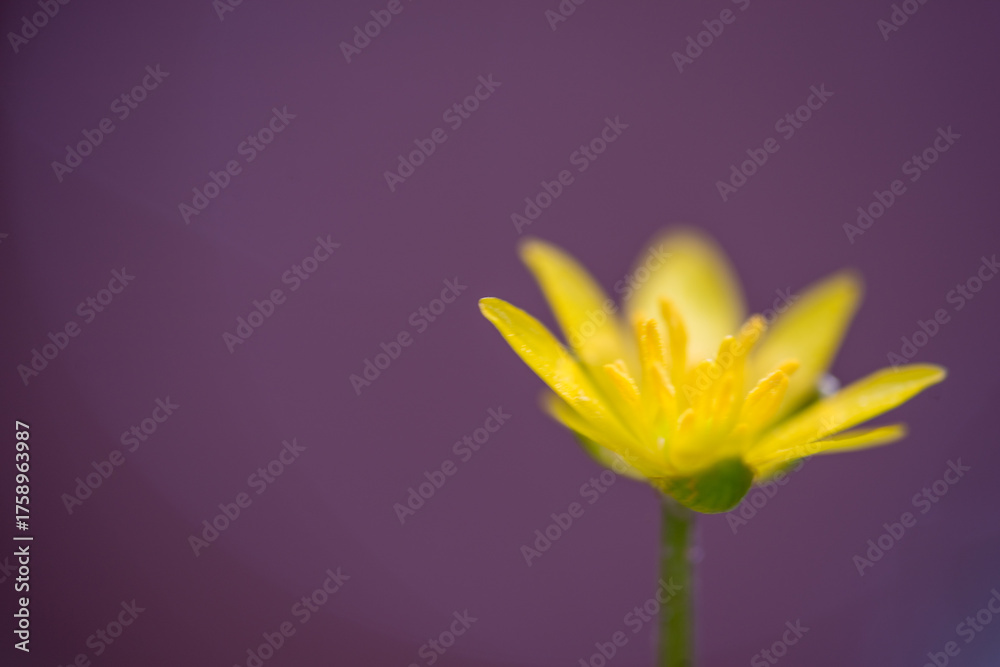 Fototapeta premium Dotterblumen im Frühling im Pfälzerwald als Makroaufnahme mit Unschärfekreisen im Hintergrund
