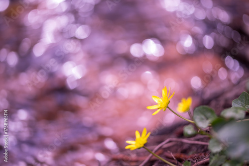 Dotterblumen im Frühling im Pfälzerwald als Makroaufnahme mit Unschärfekreisen im Hintergrund