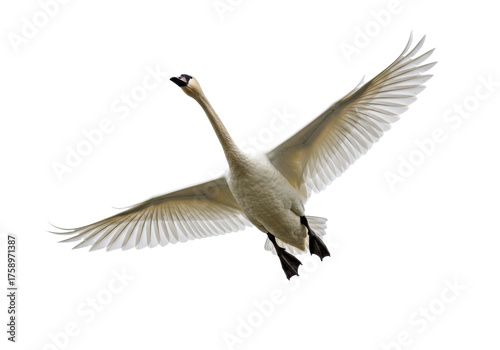 Tableau sur toile Elegant trumpeter swan flying isolated PNG on transparent background, graceful b