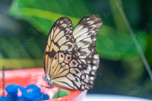 Photography Butterfly Rice Paper or idea leuconoe, feeding and resting