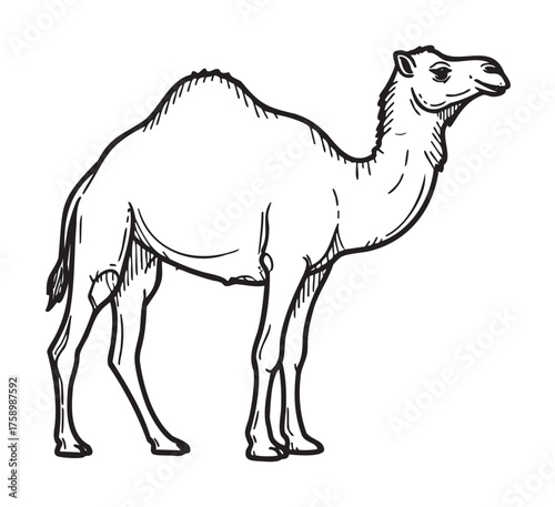 Black outline drawing of a one-humped camel standing sideways, showcasing its prominent hump and slender legs.