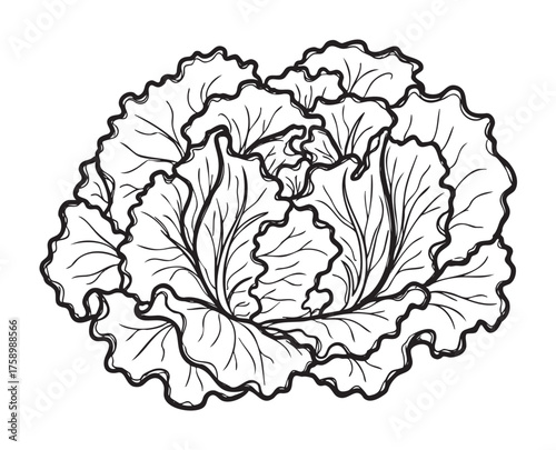 Black outline drawing of a detailed cabbage with wavy, textured leaves, showcasing its intricate pattern and natural form.