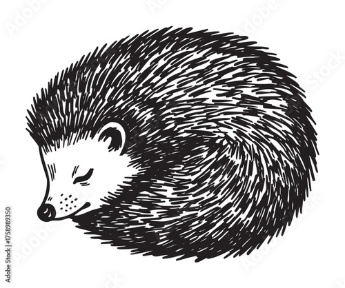 Black outline illustration of a curled-up hedgehog sleeping peacefully with its spines forming a tight circle around its body.