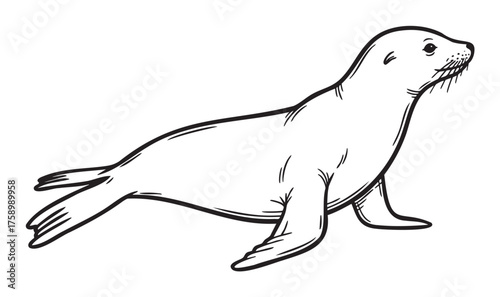 Black outline drawing of a seal in profile, showing its whiskered face, flippers, and streamlined body in a simple, minimal design.