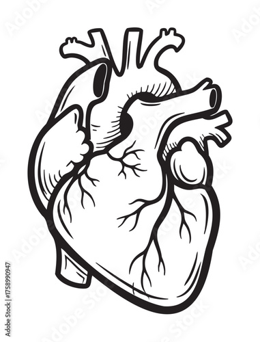 Black outlined anatomical drawing of a human heart, showing detailed structure including major vessels and chambers.