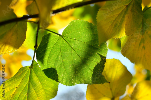 Autumn colored leaves on tree branches in the park.