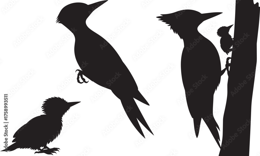 Fototapeta premium Woodpecker Family Silhouettes Set Birds Different Poses Collection Wildlife Fauna Characters