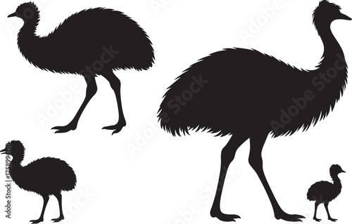 Emu bird vector silhouettes set, adult emu, juvenile emu, and emu with chick illustrations