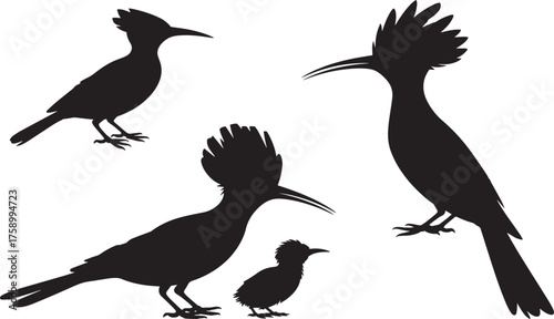 Hoopoe Bird Silhouette Set Transparent Background Vector Illustration