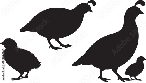 Quail Bird Silhouettes Set of Four Different Poses of Quails and Chicks on Transparent Background