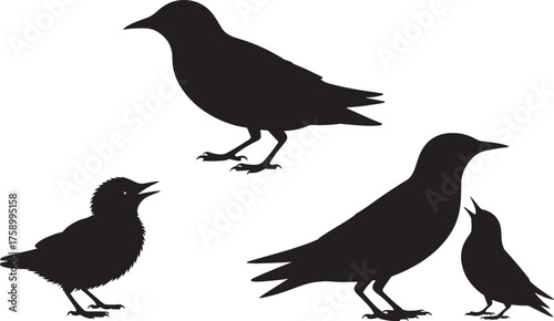 Starling Bird Silhouettes Set of Four Different Poses of Common Starlings on Transparent Background