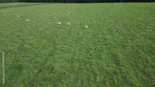 Low level aerial footage of sheep flocking together. How a drone could be used for herding sheep in difficult terrain.