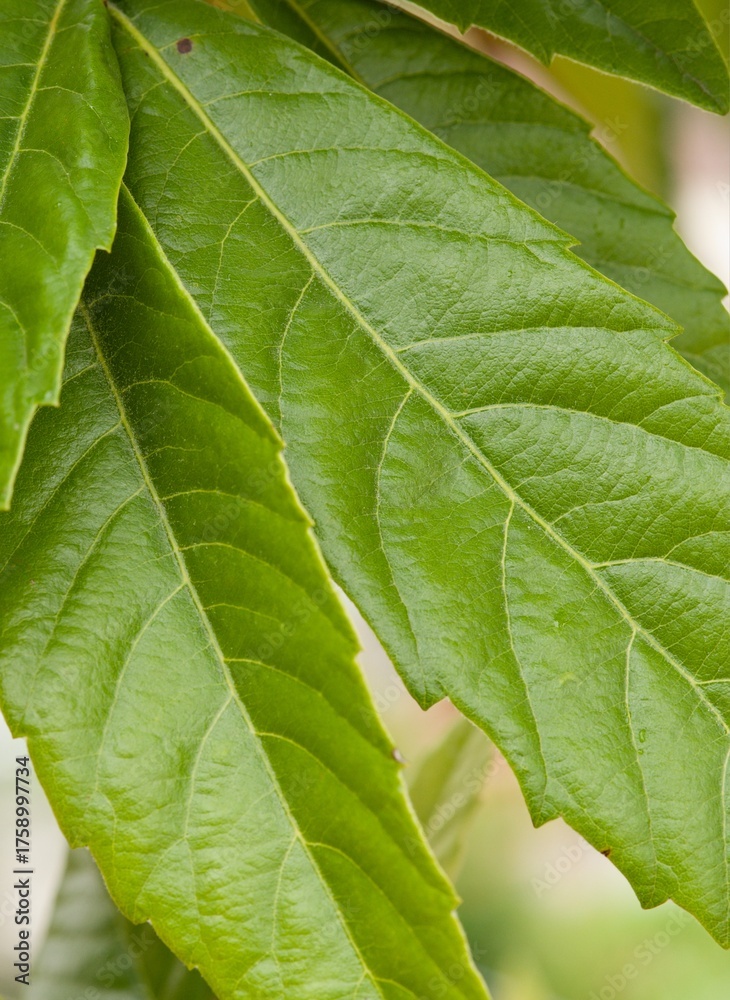 Obraz premium Plant list 2025 - Billardiera heterophylla (Bluebell Creeper with Berries)