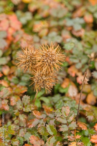 Plant list 2025 - Acaena microphylla Kupferteppich (New Zealand Burr)