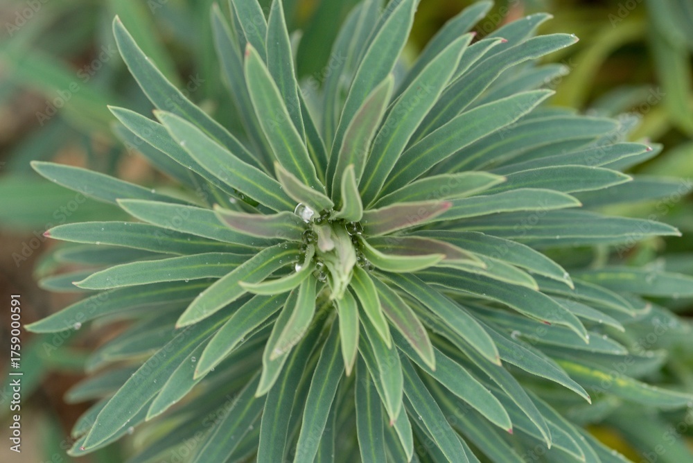 Fototapeta premium Plant list 2025 - Euphorbia sp. (Spurge)