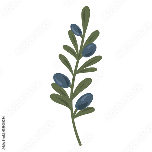 Olive branch with leaves and berries. Organic natural botanical illustration. Agriculture plant. Cooking ingredient. Mediterranean olive twig