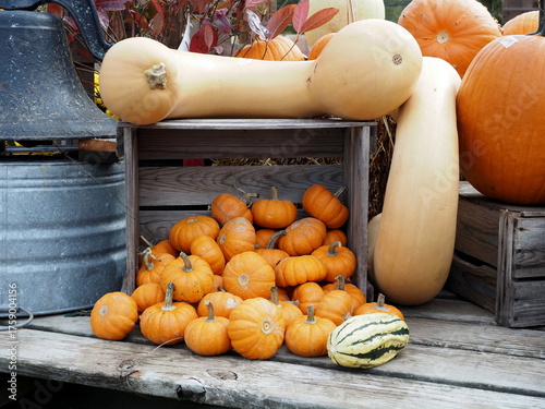 There are many different types of pumpkins for the Halloween season.