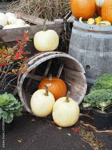 There are many different types of pumpkins for the Halloween season.
