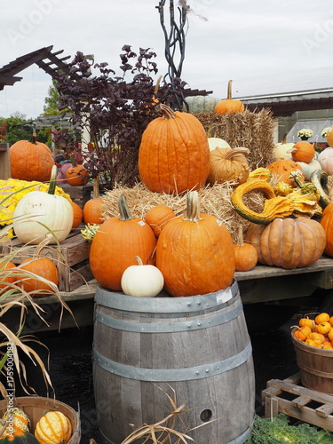There are many different types of pumpkins for the Halloween season.