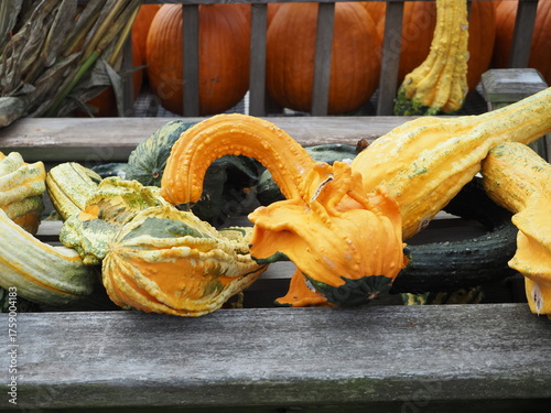 There are many different types of pumpkins for the Halloween season.