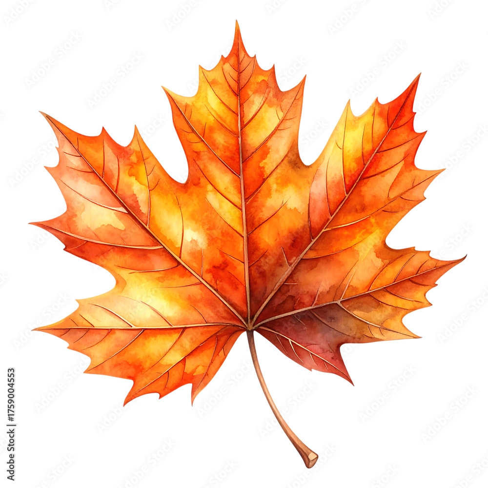 Obraz premium Beautiful Watercolor Autumn Maple Leaf Isolated