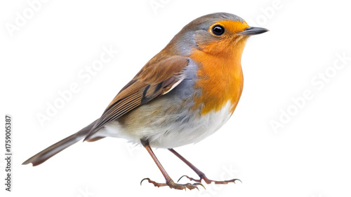 european robin isolated on white background