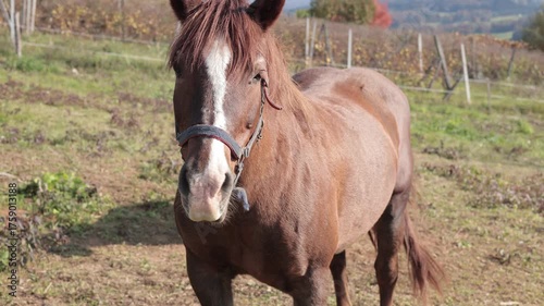 A close-up of a brown horse with a white blaze on its face, wearing a blue halter, stands in a grassy field with autumn trees and mountains in the blurred background under a clear sky.