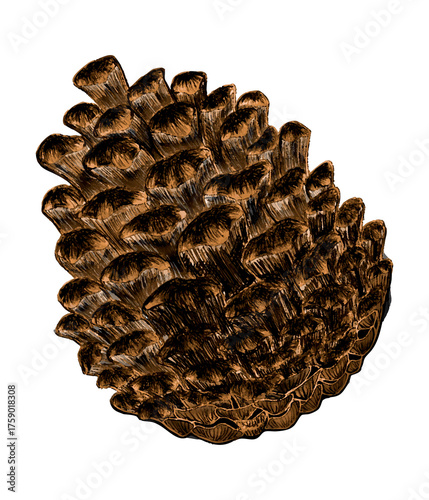 Vintage botanical pine cone sketch for nature design, decor, botanical, holiday projects. Detailed hand drawn pine cone illustration in brown ink with textured scales isolated on white background