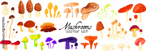 Colorful forest Mushrooms. Stock vector set isolated on white. Includes edible and toxic species like boletus, chanterelle, russula, morel, honey fungus, and others. Perfect for design.
