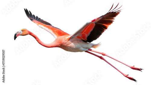 greater flamingo isolated on white background