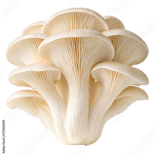 White oyster mushroom png edible fungi png natural mushroom png healthy food png organic fungi png gourmet ingredient png transparent background image