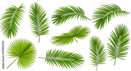 Green palm leaves isolated on white background for design elements