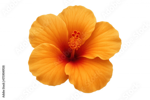 Vibrant orange hibiscus flower blooming, tropical plant, cut out, transparent background, flora, botany, isolated floral element