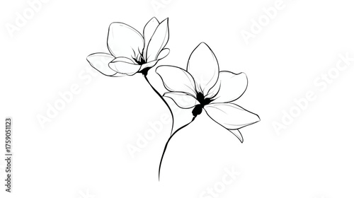 Minimalist Botanical Line Art: Two Delicate Flowers in Bloom, Elegant Hand Drawn Sketch Illustration