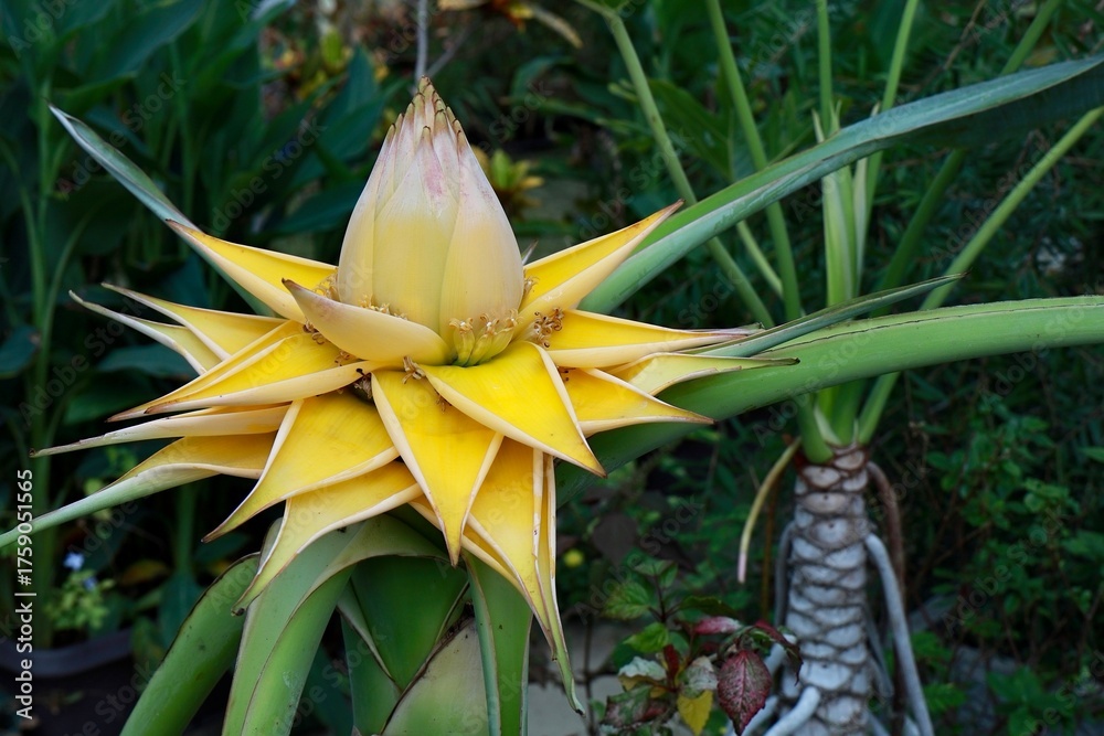 Obraz premium チュウキンレン(地湧金蓮)の花