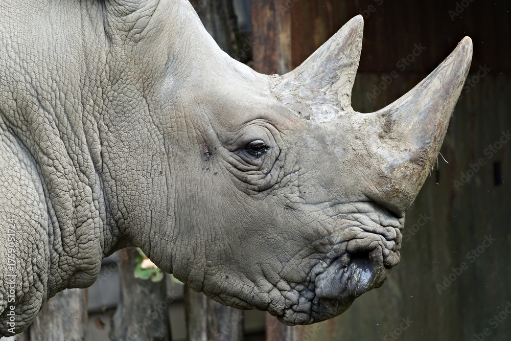 Fototapeta premium White rhinoceros (Ceratotherium simum) close-up head portrait. Zoo Zlin Lesna in Czech republic.