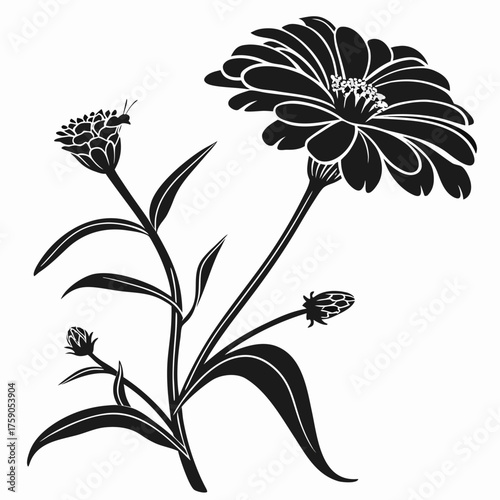 Black silhouette of a blooming zinnia flower with buds and a tiny insect