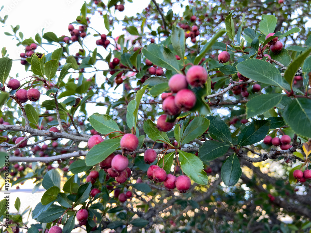 Obraz premium Tree branches with multiple clusters of red berries