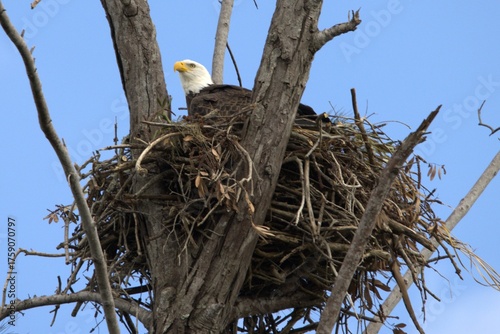 American bald eagle in nest