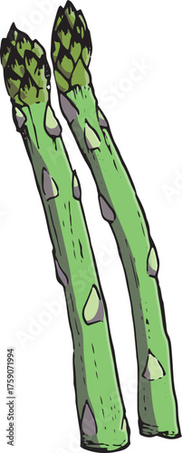 アスパラガス　イラスト　カラー