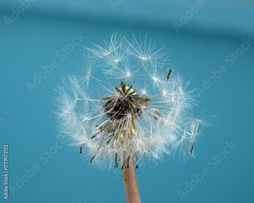 dandelion seeds
