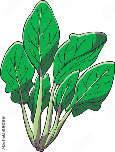 ほうれんそう　イラスト　カラー