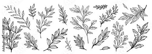 Set of branch and leaves collection. Floral hand drawn vintage set. Sketch line art illustration. Element design for greeting cards and invitations of the wedding, birthday