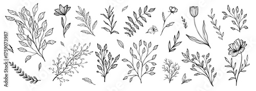 Set of branch and leaves collection. Floral hand drawn vintage set. Sketch line art illustration. Element design for greeting cards and invitations of the wedding, birthday