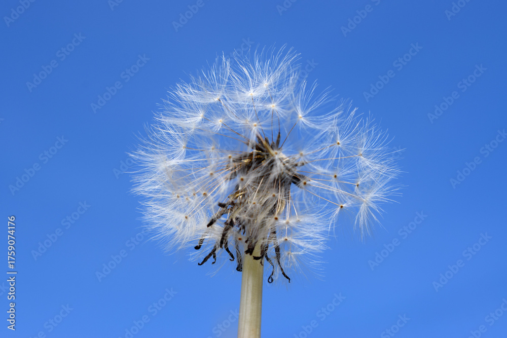 Fototapeta premium dandelion seeds on a blue sky background