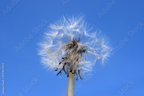dandelion seeds on a blue sky background