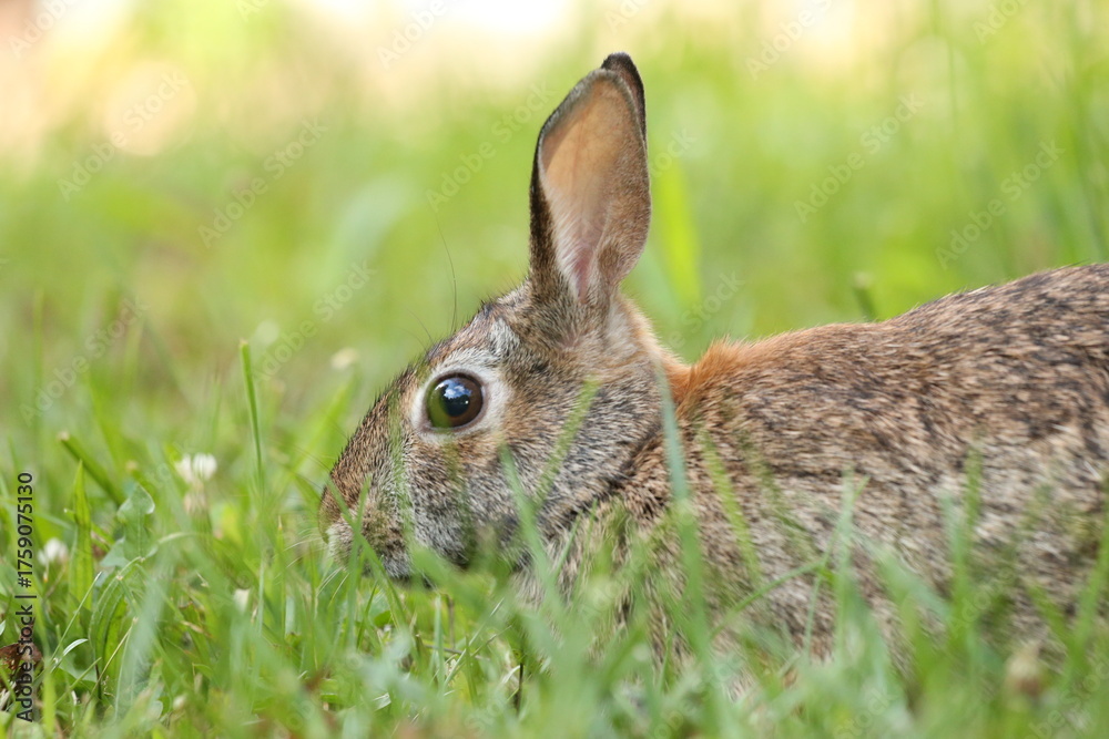 Fototapeta premium Roger Rabbit