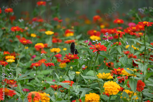 a black butterfly in the field of red Zinnia elegans flowers blossom in the garden