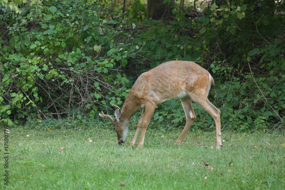 Obraz premium Buck in the Wild 