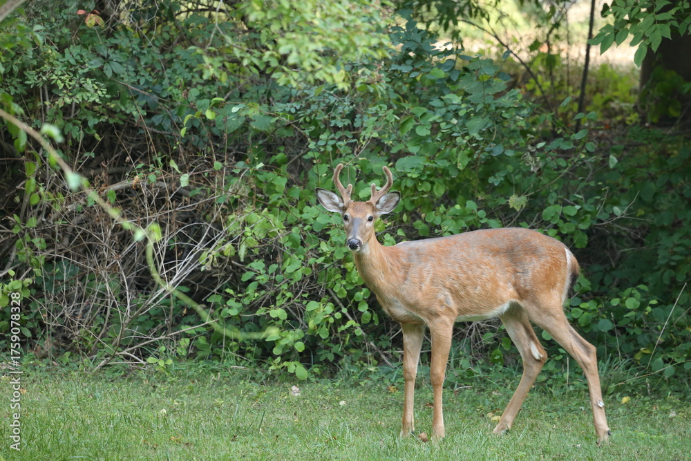 Obraz premium Buck in the Wild 